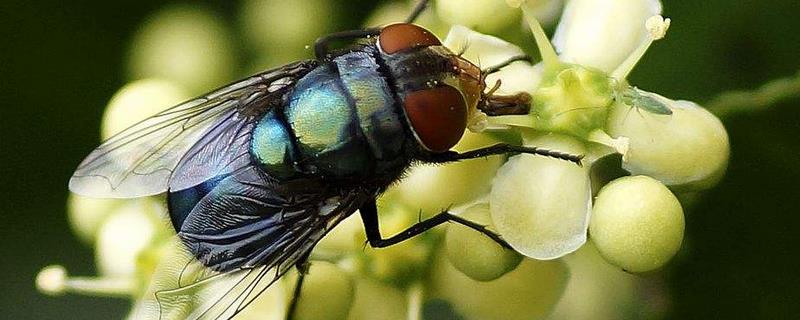 苍蝇的繁殖速度有多快，寿命有多长 苍蝇的寿命和繁殖