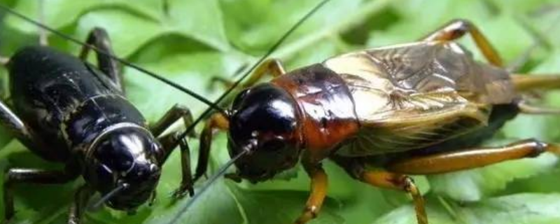 蟋蟀和蝈蝈的区别，它们主要吃什么 蝈蝈属于蟋蟀吗