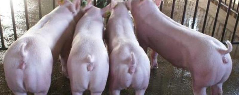 良种猪的品种有哪些，中国瘦肉猪新品系