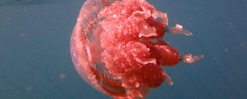 巨型深红水母有毒吗 毒性大的水母