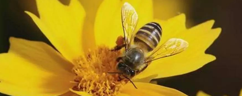 用什么药最快速解蜂毒，附蜂毒成分和毒性分析