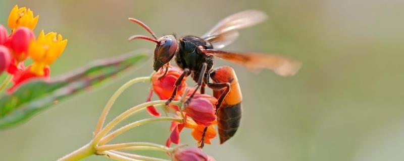 马蜂会主动攻击人吗，其毒性有多强 马蜂具有攻击性吗