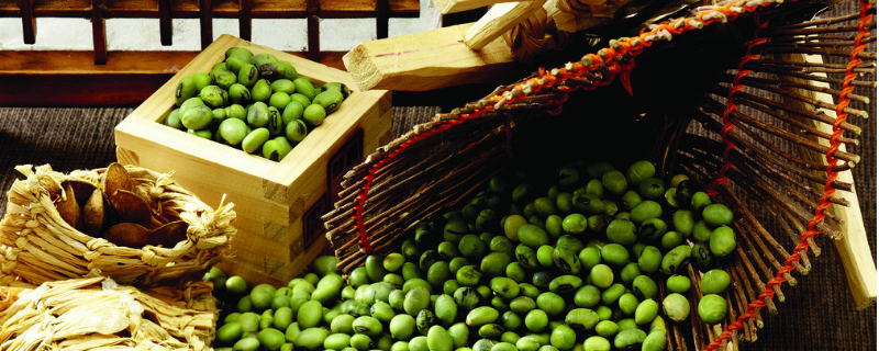 绿豆种子价格及种植方法，绿地的病虫防治