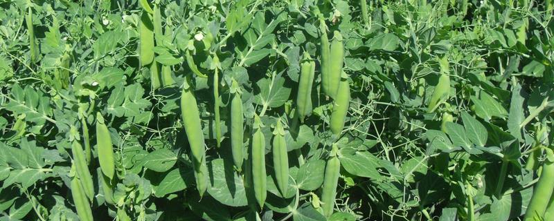 豌豆种子价格及种植方法，豌豆有哪些品种