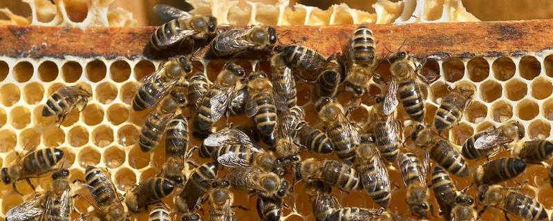 新收的蜜蜂要关几天蜂王 刚收的蜜蜂要关几天