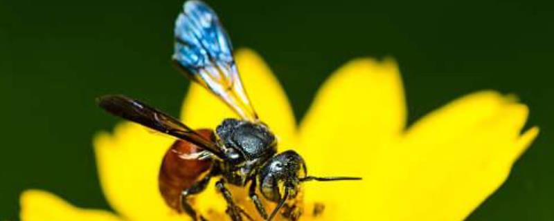 中蜂囊状幼虫病防治技术，中蜂囊状幼虫病的症状