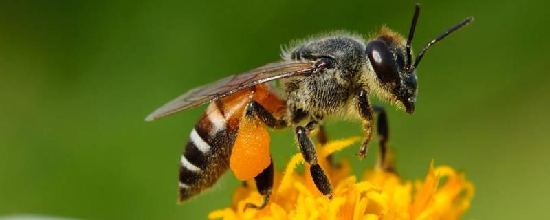 如何控制蜜蜂不分蜂维持强群 如何让蜜蜂弱群变强群