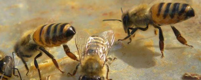 民间防治中蜂巢虫的妙方，详细如下 中蜂的巢虫根治偏方