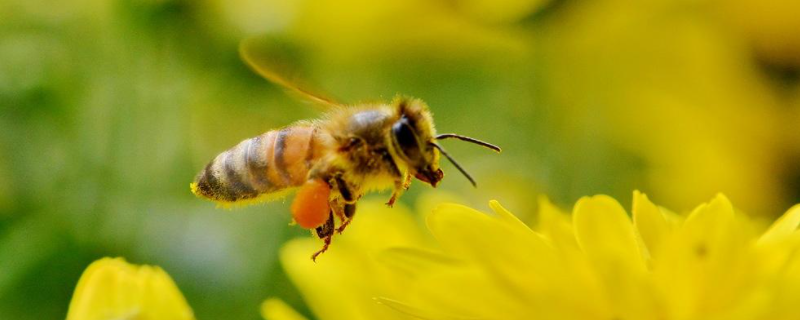 蜂群春衰的原因，附预防措施 中蜂弱群春繁