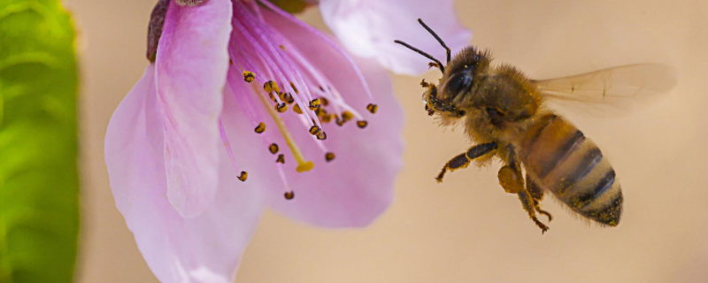 广东蜜蜂秋繁什么时候开始，附秋繁的方法
