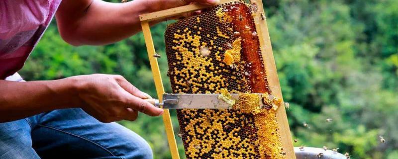 割蜜如何防止蜂王出逃，附具体办法 割蜜时蜂王逃出怎么办