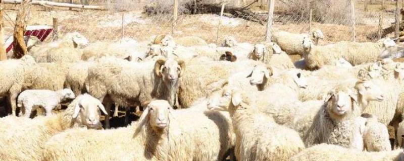 绵羊的生活习性，附扎窝特性 羊的扎窝子现象