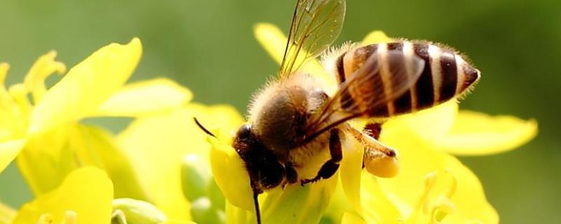 蜜蜂养殖新技术及注意事项，附蜜蜂常见病虫害