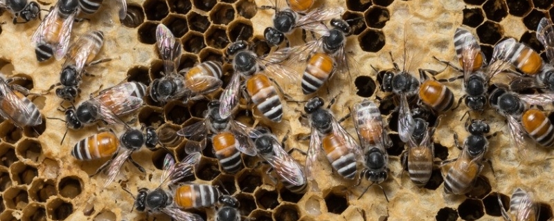 新手如何养蜜蜂，详细介绍 养蜜蜂新手怎样养请指教