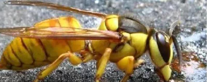 黑盾胡蜂，详细介绍 黑盾胡蜂和黄脚胡蜂