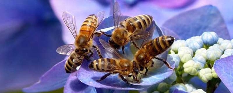 中蜂和意蜂有什么区别，详细介绍（蜜蜂和意蜂和中蜂有什么区别）