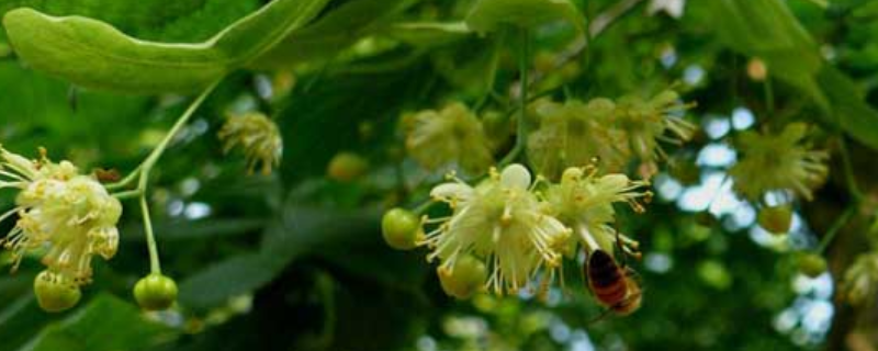 椴树什么时候开花，附泌蜜条件及蜂蜜产量