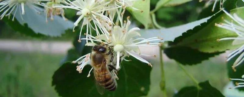椴树蜜属于几等蜂蜜，附质量论述（椴树蜜在蜂蜜中的地位）