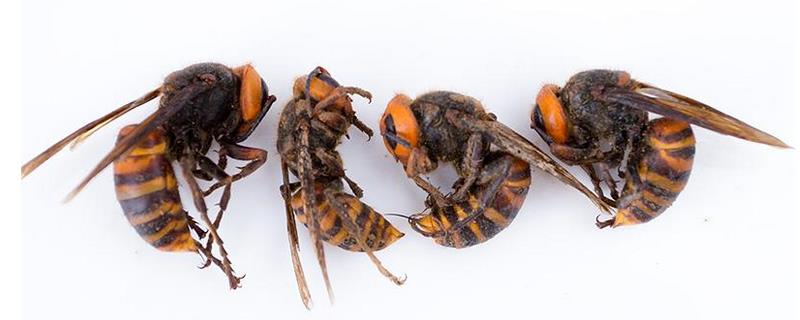 黑腹虎头蜂的毒性大吗，有什么特征 虎头蜂和马蜂哪个毒性强