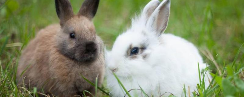 兔子耳痒病防治技术，附症状表现（兔子耳炎症状）