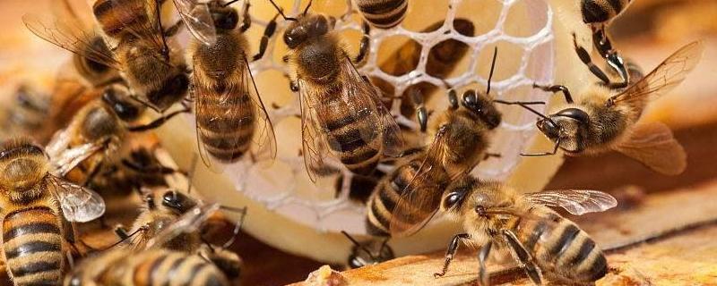 新手怎样养蜜蜂不会跑，详细介绍 新手怎样养蜜蜂不会跑,详细介绍视频