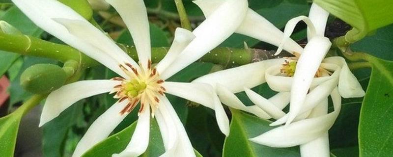 白兰花的繁殖方法，详细介绍 白兰花的繁植