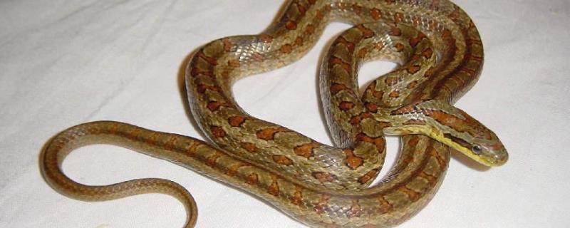 白条锦蛇有毒吗，附生活习性和养殖注意事项