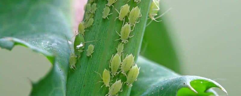 蚜虫怎么治，附种植管理（花卉如何治疗蚜虫）