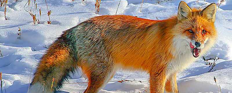 大兴安岭红狐是保护动物吗（大兴安岭红狐狸）
