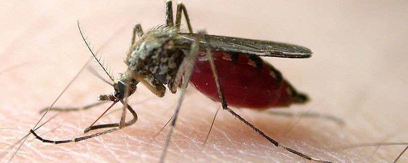 蚊子寿命是多少天，蚊子都吸血吗（蚊子吸血后的寿命:蚊子吸血后会死吗）