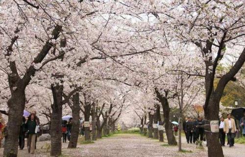 染井吉野樱花的赞语（吉野樱花花语）