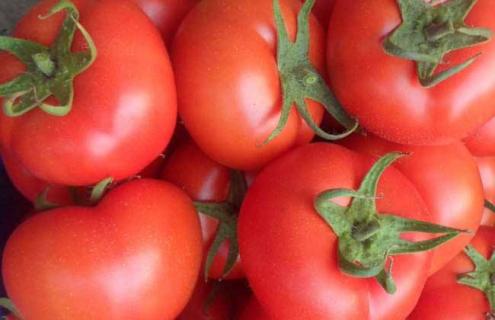 西红柿钾肥过量的表现是什么（西红柿钾肥过量造成什么后果）