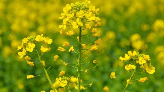 献县油菜花什么时候开（河南油菜花啥时候开）