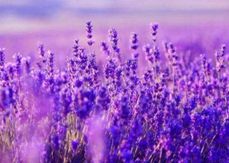 开紫色的小花的草 开紫色的小花的草有哪些