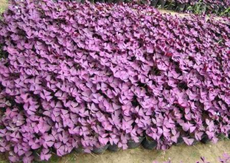 紫色叶子的植物叫什么 紫色叶子的植物叫什么花