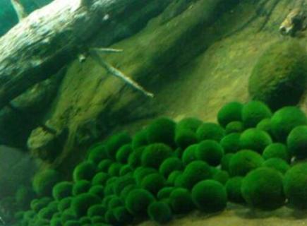 海藻球有生命吗 海藻球有生命吗能长多大