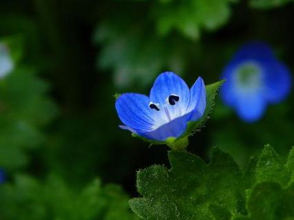 开蓝色的小花的草（开蓝色的小花的草药）