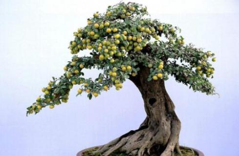 金蛋子树是什么树 金蛋子树是什么树的种子