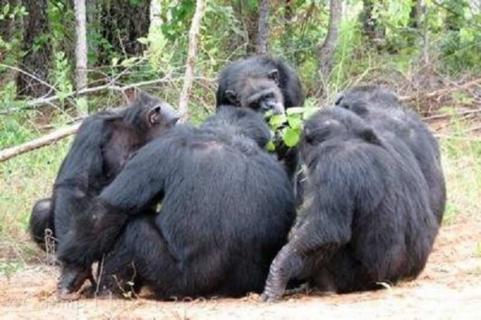黑猩猩寿命有多长（黑猩猩能活多少年）