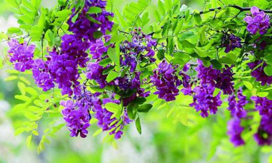 紫色槐花可以吃吗 紫色槐花可以吃吗有毒吗