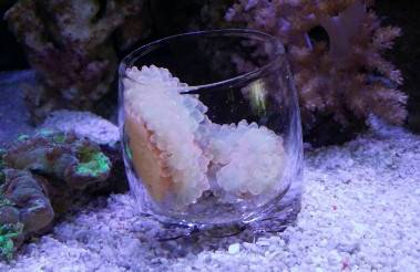 奶嘴珊瑚怎么固定 奶嘴珊瑚怎么固定在活石