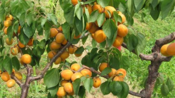 杏核能种出杏树吗 杏核能种出杏树吗能结果吗