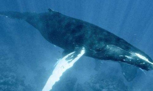 座头鲸的食性如何（座头鲸是肉食动物吗）