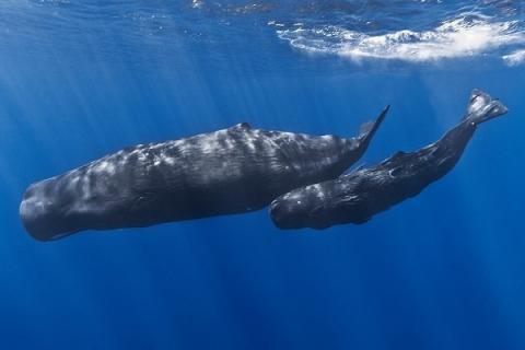 抹香鲸的特点有哪些 抹香鲸有什么特点
