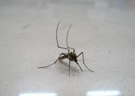 泰国蚊子多吗（泰国人不怕蚊子吗）