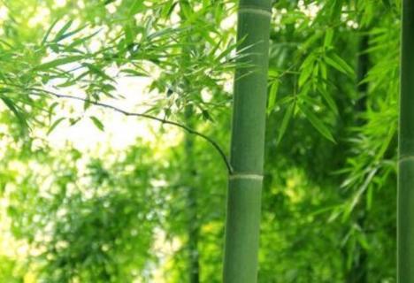 竹子的克星是什么 竹子的克星是什么生物