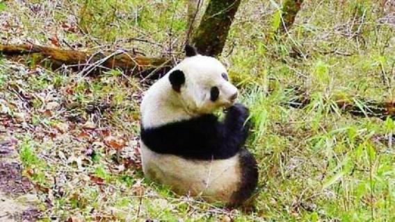 熊猫吃的竹子是什么竹（熊猫吃的竹子是什么竹子）