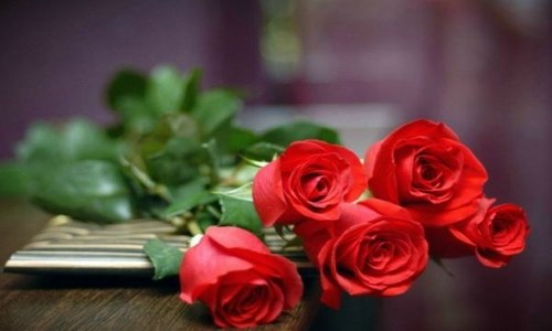 男人送人一朵玫瑰花是什么意思（男人送女人一支玫瑰花是什么意思）