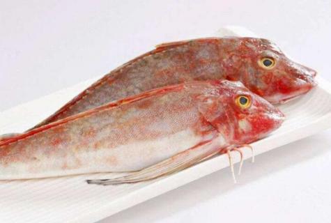 红头鱼学名叫什么 红头鱼的学名