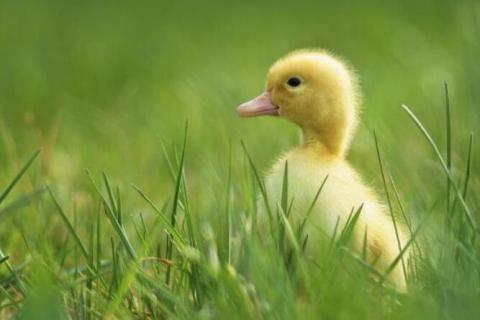 刚出生的小鸭子有着什么颜色的嘴角 刚出生的小鸭子有着什么颜色的嘴角呢